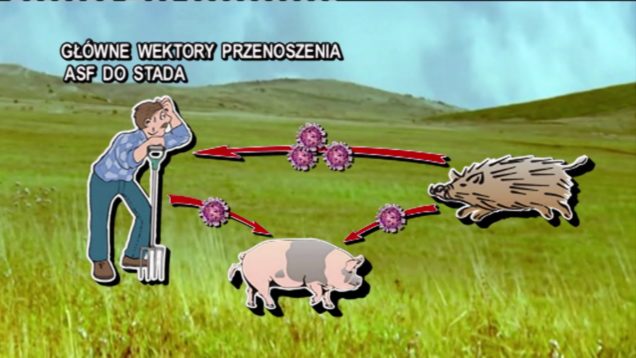 Afrykański pomór świń – cz. 1