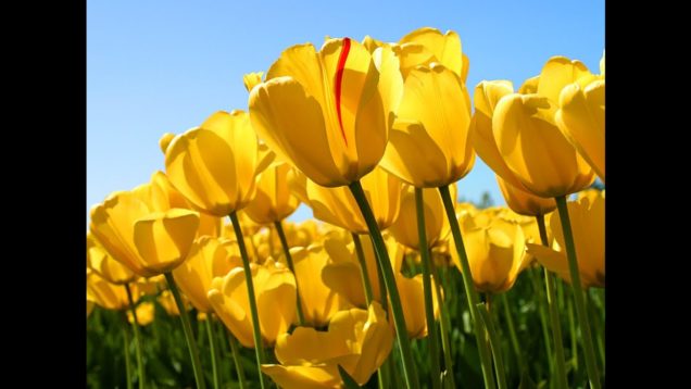 Festiwal Kresów – Tomasz Kuba Kozłowski – Jaworów – miasto moich przodków