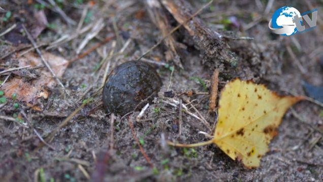 MGOK Oleszyce – Ocalony z Katynia cz. 1