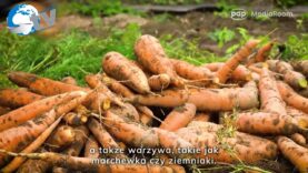 Powierzchnia ekologicznych upraw w Polsce zwiększyła się