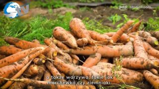 Powierzchnia ekologicznych upraw w Polsce zwiększyła się