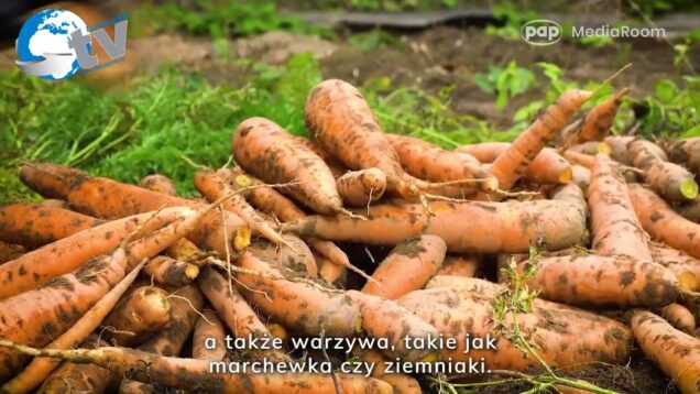 Powierzchnia ekologicznych upraw w Polsce zwiększyła się