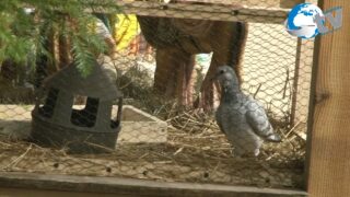 Pasterka w Parafii Rzymskokatolickiej św Karola Boromeusza w Lubaczowie